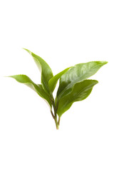 fresh tea leaves isoalted on the white background