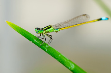 Close up macro image of damselfly
