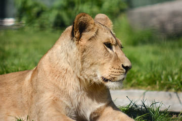 lion close up