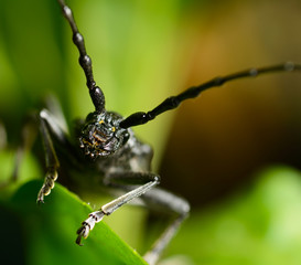 Macro beetle of family Cerambycidae