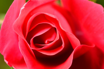 Rose flower closeup