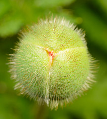 buds of poppy