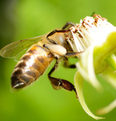 bee on flower of raspberry