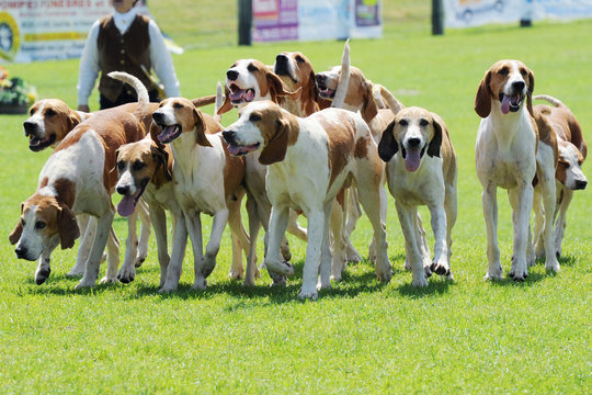 meute de chiens
