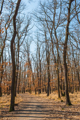 Fototapeta premium Forest in winter
