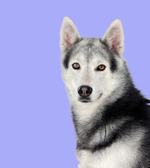 Fototapeta premium Siberian Husky