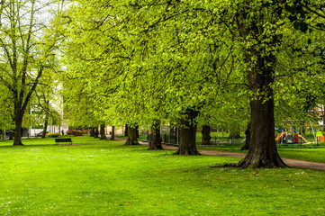 Green city park  with a bench in background
