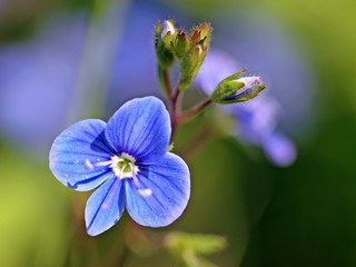 Gamander-Ehrenpreis (Veronica chamaedrys)