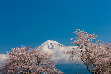 雁堤の桜と富士山