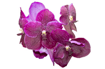 Fototapeta premium Fioletowa orchidea na białym tle