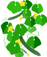 キュウリの栽培