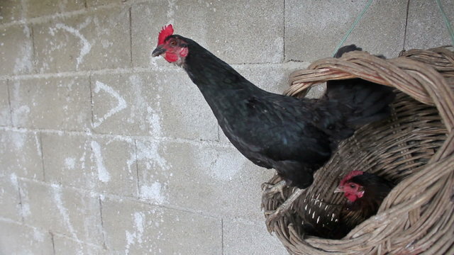 Gallina cacareando
