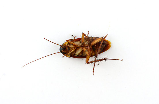 Dead cockroach