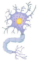 Neuron