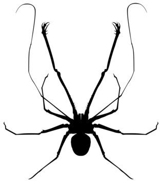 A Whip Spider