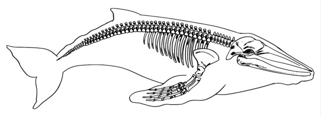 Naklejka premium Skeleton of a whale