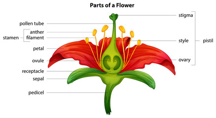 Parts of a flower - obrazy, fototapety, plakaty