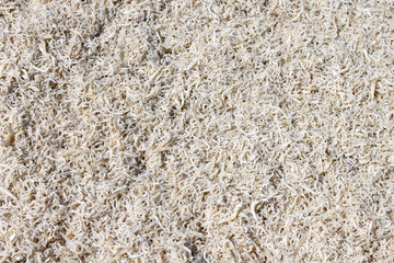 dried tiny fishes in market