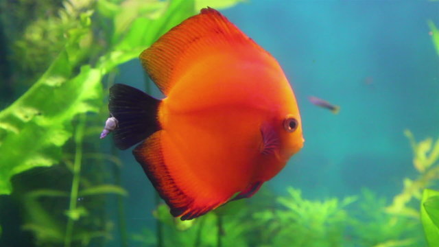red discus fish in aquarium