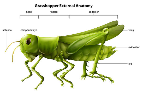 External Anatomy Of A Grasshopper