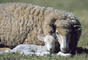 Merino sheep with new lamb