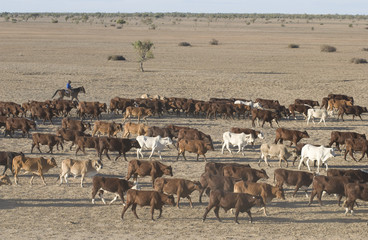 Fototapeta na wymiar cattle muster on the Birdsville track