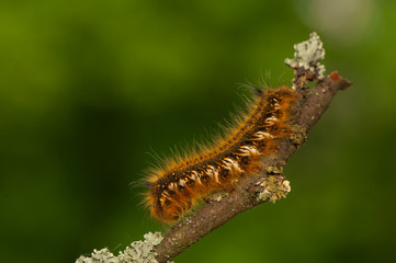 Euthrix potatoria