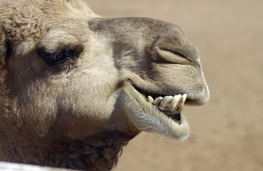 Papier Peint photo autocollant Chameau tête de chameau