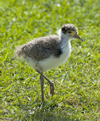 Baby plover walking on grass