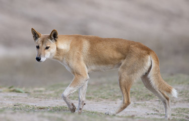 Naklejka na ściany i meble Australijski dingo