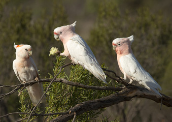 Major mitchell cockatoo feeding