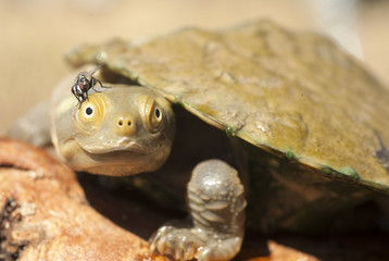 Baby tortoise.