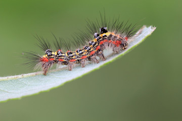 butterfly larva on a leaf looks very terrible