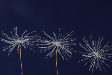 three dandelion seed with drops