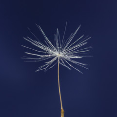 Fototapeta premium single dandelion seed with drops