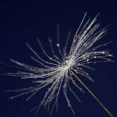 single dandelion seed with drops
