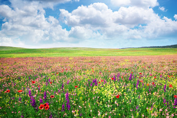 Naklejka premium Spring flower meadow