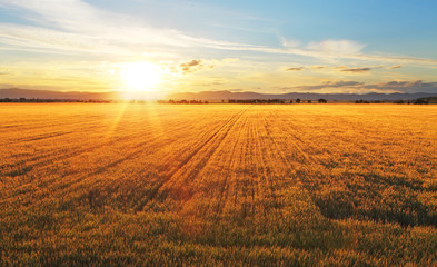 Coucher de soleil sur le champ de blé.
