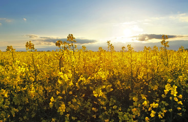 Flower Yellow field