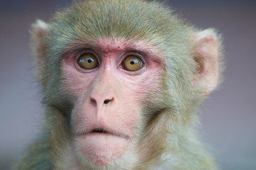 portrait of a smart looking monkey