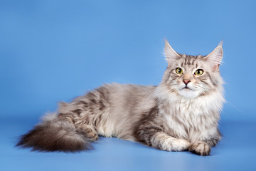 A portrait of maine coon cat on blue background