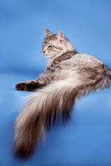 A portrait of maine coon cat on blue background
