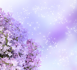 Fototapeta na wymiar Lilac blossom