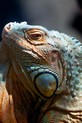 Fototapeta premium Giant green iguana
