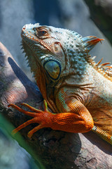 Iguana on a tree branch