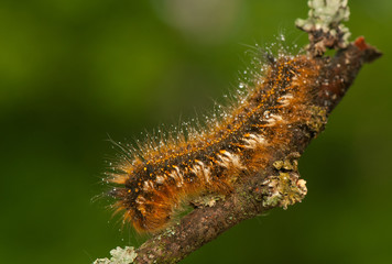 Euthrix potatoria