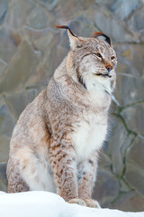wild lynx