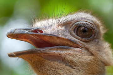 portrait of an ostrich (Struthio camelus)