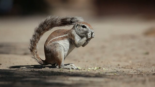 Feeding ground squirrel, Kalahari desert