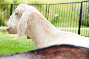 Fototapeta premium Portrait of a goat in the farm